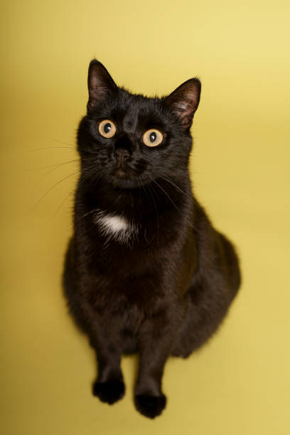 istock Black cat on yellow background. Friday 13th 1211843333