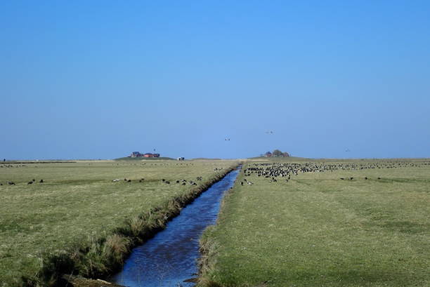 Hallig Hooge is an island in the Schleswig-Holstein Wadden Sea National Park, which can be completely flooded during storm surges. Only the warps, artificially heaped hills, then protrude from the water.
