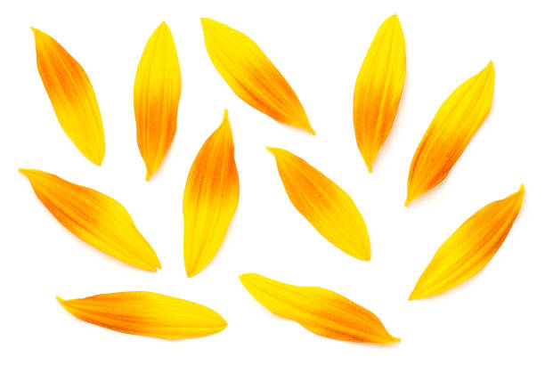 istock Sunflower Petals Isolated On White Background 1211846178