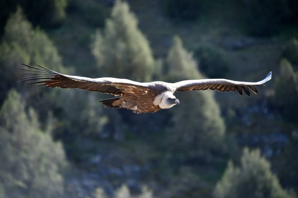 istock Vulture griffon flying on the natural park 1211846419