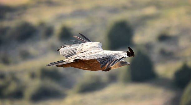 istock Vulture griffon flying on the natural park 1211846542