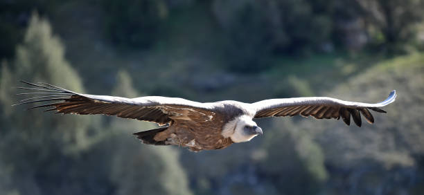 istock Vulture griffon flying on the natural park 1211846610