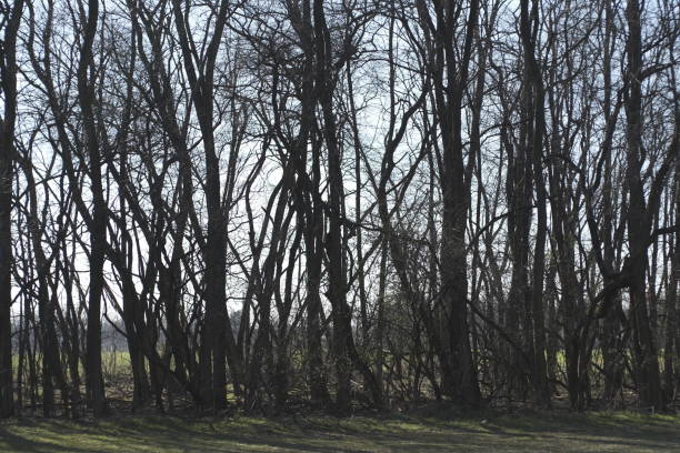 istock Plant in a park 1211847183