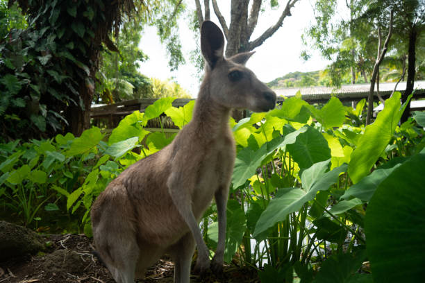 istock Kangaroo in Kuranda jungle, Queensland, Australia 1211847222