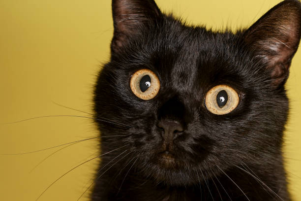 istock Black cat on yellow background. Friday 13th 1211847275