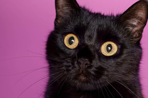 istock Black cat on a pink background. Friday the 13th 1211847359