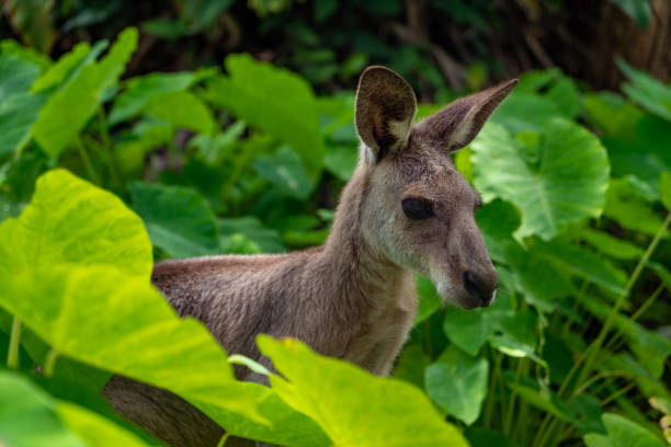 istock Kangaroo in Kuranda jungle, Queensland, Australia 1211847372