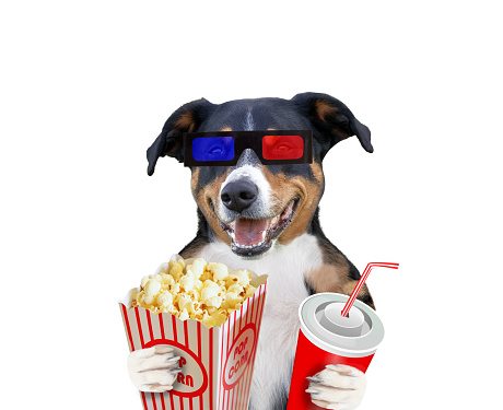 Funny Dog With Popcorn Stock Photo - Download Image Now - Dog, Cartoon, Film  Industry - iStock