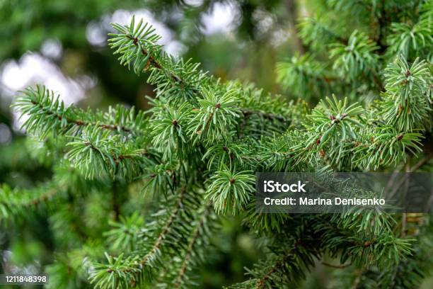 Closeup Beautiful Douglas Fir Branch In Massandra Park Crimea Selective Focus Nature Concept For Christmas Design Stock Photo - Download Image Now