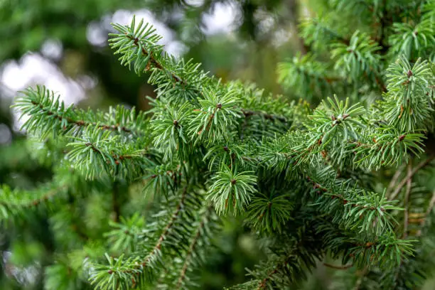 Close-up beautiful Douglas fir (Pseudotsuga menziesii) branch in Massandra park, Crimea. Selective focus. Nature concept for Christmas design