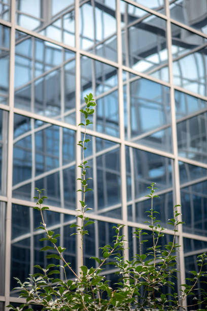 istock Green architecture, tree and glass skyscraper 1211848905