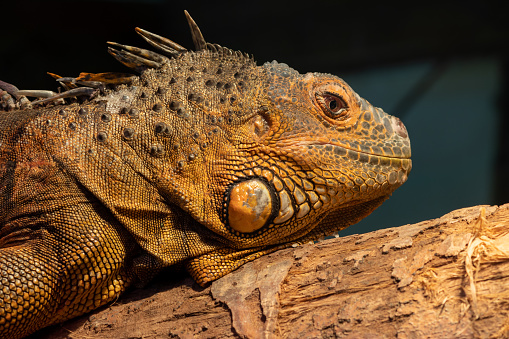 Stock photo showing close-up view of the head of an iguana featuring the subtympanic shield, a round scale on their cheek, the tympanum (eardrum), dewlap a fold of loose skin hanging from the throat, and elongated, dorsal scales.
