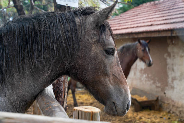 istock brown horse close-up 1211850177