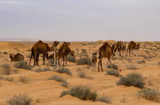 istock Wild camels for a walk in the Sahara desert 1211851414