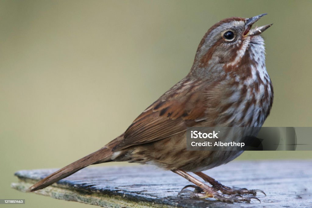 Bachman's Sparrow Bachman's Sparrow feeding from a feeder. Sparrow Stock Photo