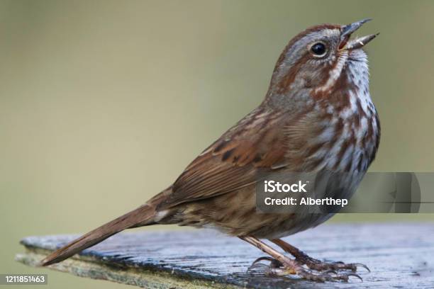 Bachmans Sparrow Stock Photo - Download Image Now - Sparrow, Animal Wildlife, Animals In The Wild