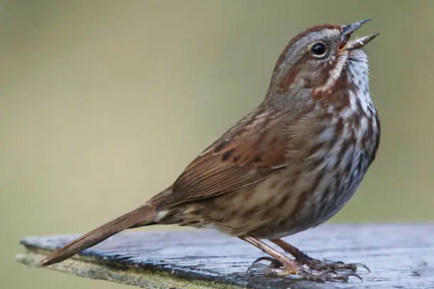 Bachman's Sparrow feeding from a feeder.