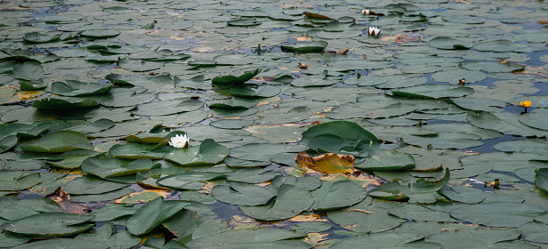 Lake pond with many green leaves of yellow and white water lilies.