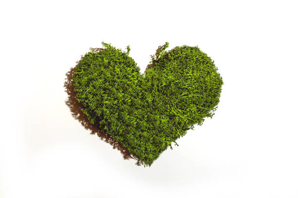 istock Green moss heart shape on white background 1211854384
