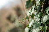 Ivy in woods, selective focus