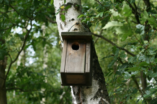 Great tit (Parus major) sitting in the entrance of a bird house in a tree painted as a traditional country house