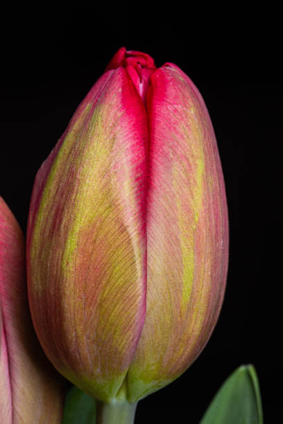 istock Red tulip in bloom macro still on a black background 1211856537