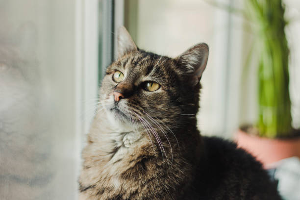istock Beautiful cat looks out the window 1211856872