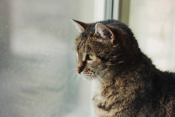 istock Beautiful cat looks out the window 1211856950