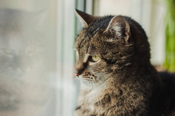 istock Beautiful cat looks out the window 1211857521