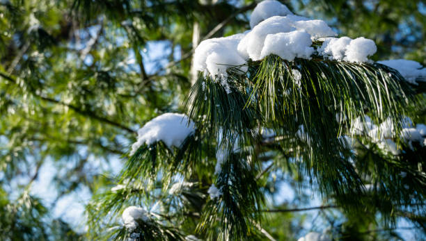 istock Close-up of beautiful long Pinus strobus needles covered with white fluffy snow. Selective focus. Nature concept for magic theme to New Year and Christmas or early spring 1211857587