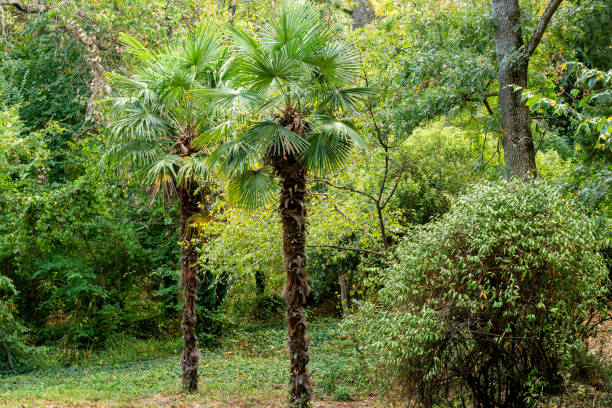 Two beautiful Chinese windmill palms (Trachycarpus fortunei) or Chusan palm in Massandra landscape park in Crimea. Landscape as natural background for any design. Nature concept for ecology Two beautiful Chinese windmill palms (Trachycarpus fortunei) or Chusan palm in Massandra landscape park in Crimea. Landscape as natural background for any design. Nature concept for ecology fan palm tree photos stock pictures, royalty-free photos & images