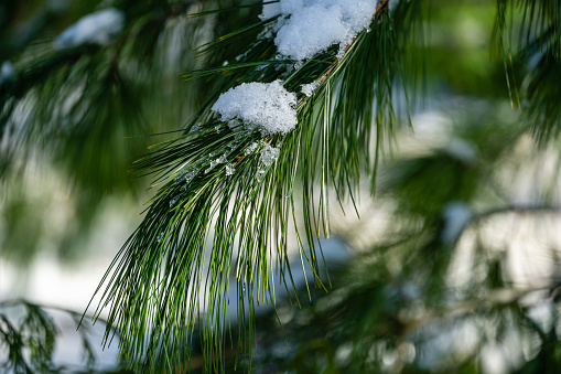 Close-up of beautiful long Pinus strobus needles covered with white fluffy snow. Selective focus. Nature concept for magic theme to New Year and Christmas or early spring