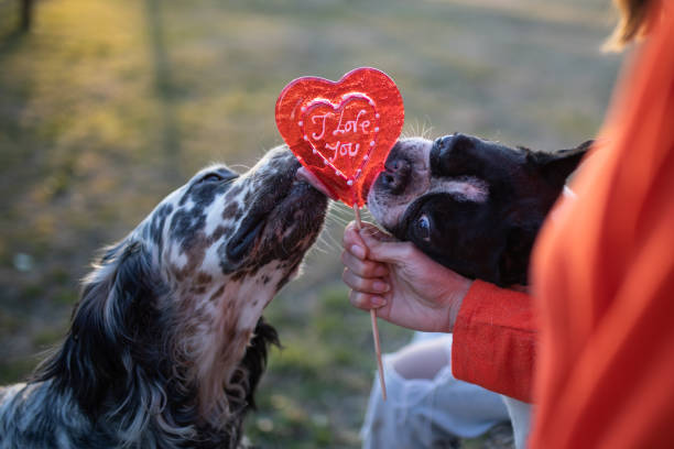 istock Dogs and sweets stock photo 1211860051