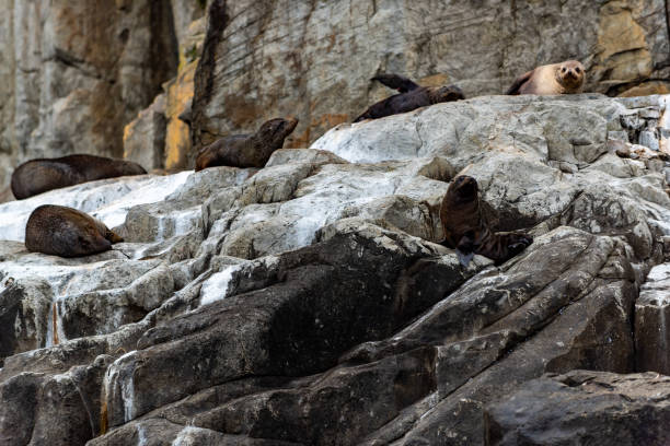 istock Seals relaxing on rock,  Eaglehawk Neck coastal cliff view on Tasman National Park conservation area, Port Arthur, Tasmania 1211860231