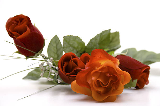 Roses  schenken stock pictures, royalty-free photos & images