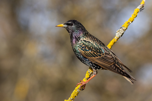 Beautiful common starling (Sturnus vulgaris) perching on a twig.