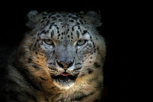 Portrait of a beautiful snow leopard (Panthera uncia) against a dark background.