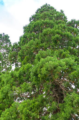 Hojas verdes de Sequoiadendron gigante o secuoya gigante o árbol rojo gigante cerca del territorio del Palacio Massandra en Crimea. photo