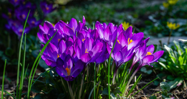 istock Violet crocuses in early spring garden. Close-up flowering crocuses Ruby Giant on natural green background. Soft selective focus. There is place for text. 1211861899