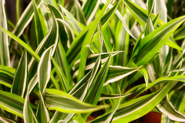 backdrop, background, beautiful, botanical, bright, closeup, color, coloring, compact, concept, day, decor, decoration, decorative, dracaena, environment, evergreen, foliage, garden, gardening, green, greenery, growth, home, house, indoor, jungle, leaf, leaves, lemon, lime, natural, nature, no people, nobody, pattern, plant, potted, rooms, scenes, striped, texture, tree, tropical, variegate, vibrant, wallpaper, warneckii, white, yellow