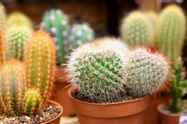 istock group cacti in pots in a flower shop 1211862542