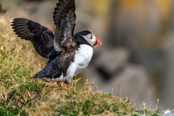 istock The Atlantic puffin, also known as the common puffin 1211862844