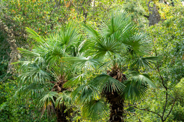 Two beautiful Chinese windmill palms (Trachycarpus fortunei) or Chusan palm in Massandra landscape park in Crimea. Landscape as natural background for any design. Nature concept for ecology Two beautiful Chinese windmill palms (Trachycarpus fortunei) or Chusan palm in Massandra landscape park in Crimea. Landscape as natural background for any design. Nature concept for ecology trachycarpus photos stock pictures, royalty-free photos & images