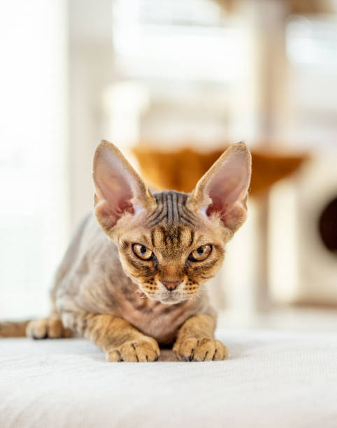 close-up of grumpy kitten staring at camera lying in brightly lit room - stock photo - vertical bright brightly lit vibrant color imagens e fotografias de stock