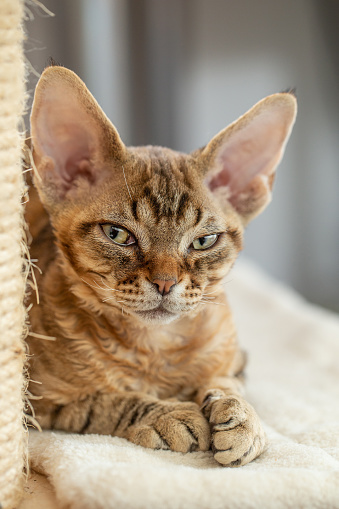Portrait of Satisfied Devon Rex Kitten Resting on Scratching Post