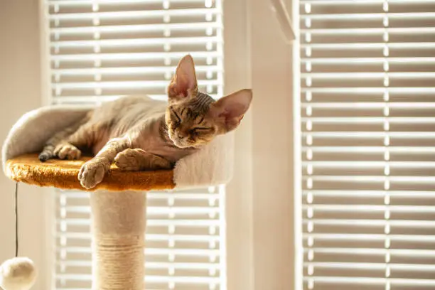 Devon Rex Kitten Napping on Cat Bed on Scratching Post In Front Of Window