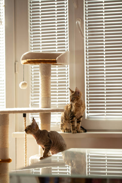 istock Curious Devon Rex Kittens Exploring Their New Toy - stock photo 1211864914