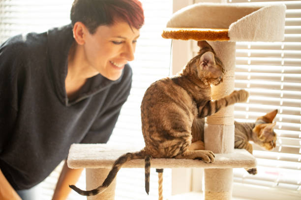 istock Smiling Owner Watching her Kittens Playing Together on Their New Cat Tree Scratching Post - stock photo 1211864918