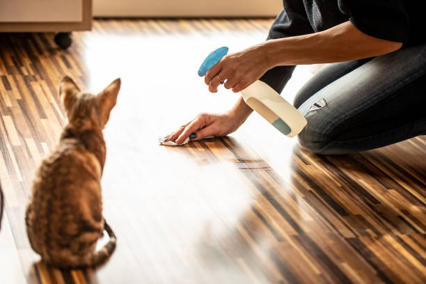 widok z tyłu kotka oglądanie właściciel cleaning floor - zdjęcie stockowe - uric acid zdjęcia i obrazy z banku zdjęć