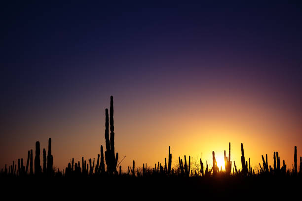 istock Sunrise at mexican desert 1211866199
